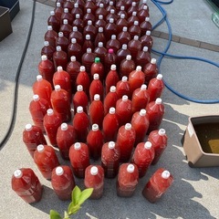 光合成細菌 1000ml 1〜10Lまで販売可能の画像