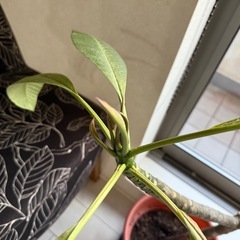 プルメリアの苗の画像