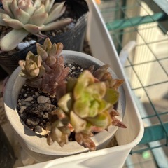 多肉セットの画像