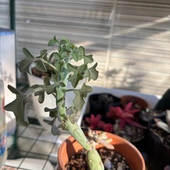 多肉セットの画像