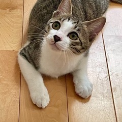 元気いっぱい甘えん坊くん