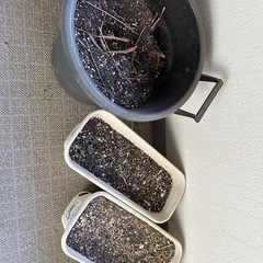 【無料/杉並区】プランター・植木鉢 まとめてお譲りします（土入り・現状渡し）の画像