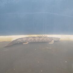 大型熱帯魚の画像