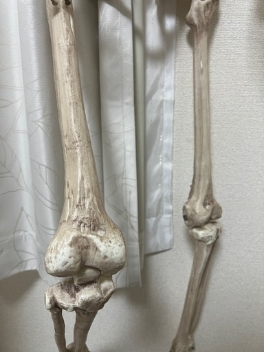 骸骨☠️ 約150cm