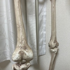 骸骨☠️ 約150cmの画像
