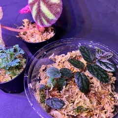 ベゴニア等　ジメジメ系植物の画像