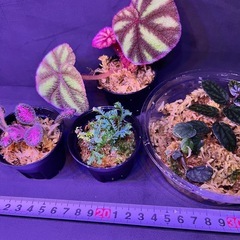 ベゴニア等　ジメジメ系植物の画像