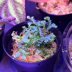 ベゴニア等　ジメジメ系植物の画像