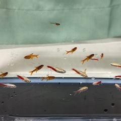 熱帯魚（小型水槽•フィルターセット）の画像