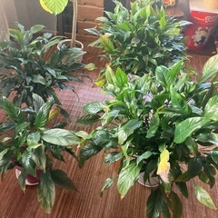 【観葉植物】スパティフィラムの画像