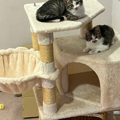 子猫兄弟（二匹）の家族を探しています