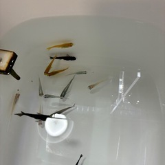 メダカ　ミックスセット　約14匹の画像