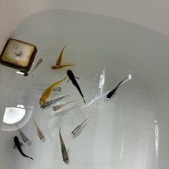 メダカ　ミックスセット　約14匹の画像