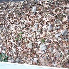 落ち葉　園芸等の画像