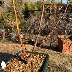 バラ苗A     8号の画像