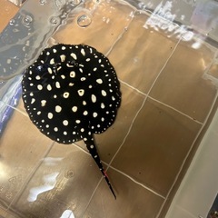 白玉 ダイヤモンドポルカ♀の画像