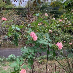 バラ苗C  8号の画像