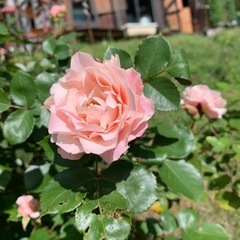 バラ苗C  8号の画像