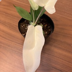 フィロデンドロン　フロリダゴーストの画像