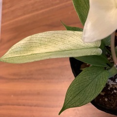 フィロデンドロン　フロリダゴーストの画像