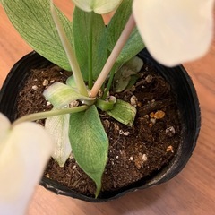 フィロデンドロン　フロリダゴーストの画像