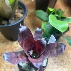 タンクブロメリア　カニストラムセイデリアナム
の画像