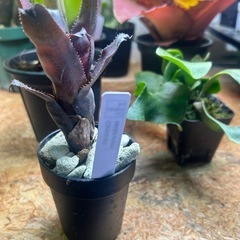 タンクブロメリア　カニストラムセイデリアナム
の画像