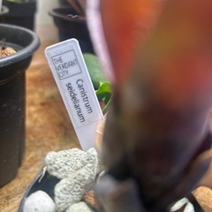 タンクブロメリア　カニストラムセイデリアナム
の画像