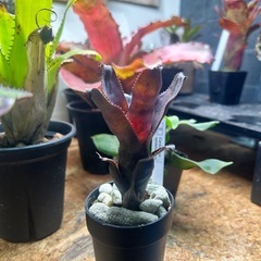 タンクブロメリア　カニストラムセイデリアナム
の画像