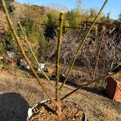 バラ苗D  8号の画像