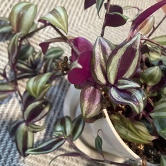 差し上げます　ゼブリナ　抜き苗　観葉植物　インテリア植物の画像