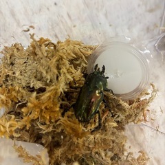 ニジイロクワガタ 緑ピカール 未使用の画像