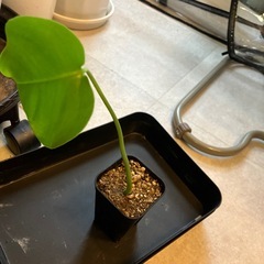 モンステラの画像