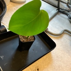 モンステラの画像