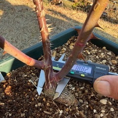 バラ苗B  8号の画像