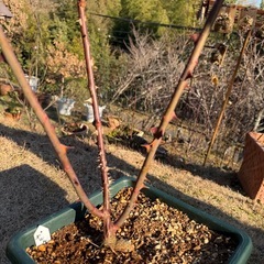 バラ苗B  8号の画像