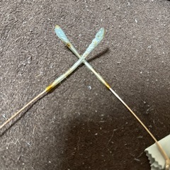 噛まれたメガネとレイバンの画像