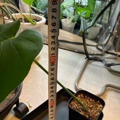 モンステラ7の画像