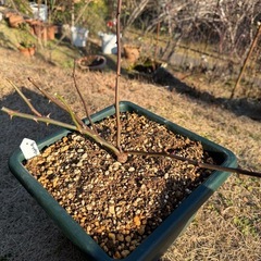 バラ苗E   8号の画像