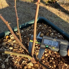 バラ苗E   8号の画像