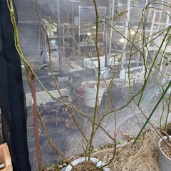 バラ苗F   8号の画像