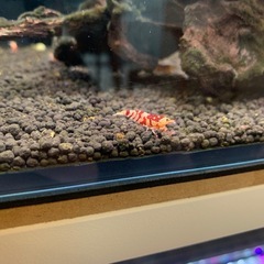 観賞用シュリンプの画像