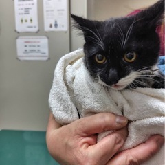 決まりました！子猫　メス　生後推定3〜4ヶ月