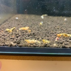 観賞用シュリンプの画像