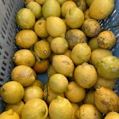 レモン　（ほったらかし）の画像