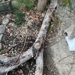 薪 柿の木 キャンプ　バーベキューの画像