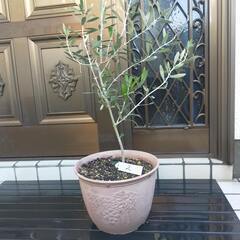 オリーブの木　№2の画像