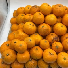 🍊【農家直送！味に　自信あり】有田みかん 訳あり品お得販売！ の画像