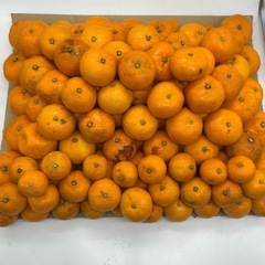🍊【農家直送！味に　自信あり】有田みかん 訳あり品お得販売！ の画像