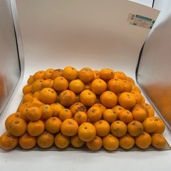 🍊【農家直送！味に　自信あり】有田みかん 訳あり品お得販売！ の画像
